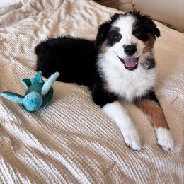 Australian Shepherd Puppies from Copper Sky Aussies of the Cental Coast