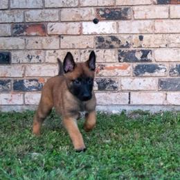 Belgian Malinois and German Shepherd Puppies from Madhouse’s Belgian Malinois and German Shepherds