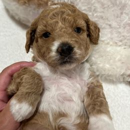 Goldendoodles from Northern Stars Doodles