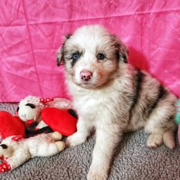 Delphyne - Blue merle Border Collie puppy in Orlando, Florida from Beyond City Lights