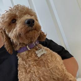 Peanut - Poodle