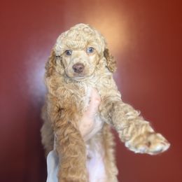 Poodle Puppies from The Peaks Premium Poodles