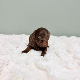 Morticia - Chocolate female Cavapoo puppy in Springfield, Ohio from Dawson & Daryn's Royal Companions