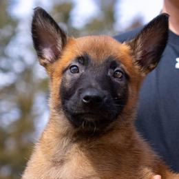 Dixie - Fawn female Belgian Malinois puppy in Lincoln, Nebraska from Nebraska K9