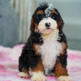 Ivory - Tri-color female Bernedoodle puppy in Dundee, Ohio from Down Home Doodle