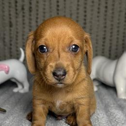 Dachshunds from Dachshund of M-A