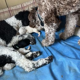 Poodle Puppies from Amanda Winrotte