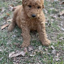 Goldendoodle and Poodle Puppies from West Michigan Doodles and Poodles