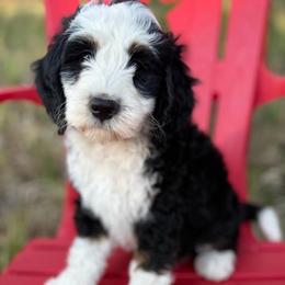 Rex- green collar - Tri-color male Bernedoodle puppy in Colorado Springs, Colorado from Mercy Mountain Bernedoodles