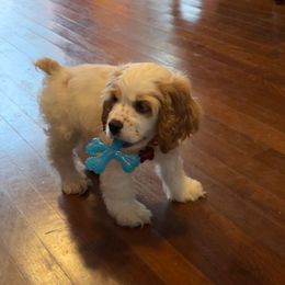 Cocker Spaniel Puppies from Gates Cocker Spaniels