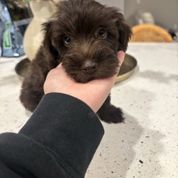 Sprinkles - Liver male Miniature Schnauzer puppy in Port St. Lucie, Florida from South Florida Miniature Schnauzers