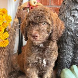 Wilson Family's Tee - Sable female Goldendoodle puppy in Norman, Oklahoma from Wilson Family Companions