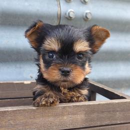 Richy Rich - Blue and gold male Yorkshire Terrier puppy in Monticello, Iowa from Ashley’s Puppies