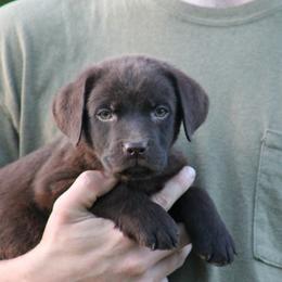 Cove - Chocolate male Labrador Retriever puppy in Morriston, Florida from Penny Lane Labradors