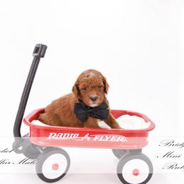 Benedict - black collar - Red male Bernedoodle puppy in Lexington, North Carolina from Deborah’s Doodles