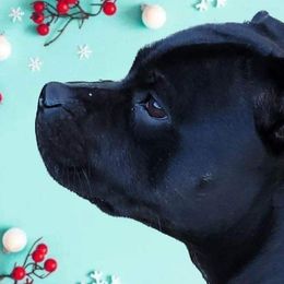 Pepper - Staffordshire Bull Terrier