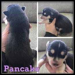 Pancake - Black and white female Siberian Husky puppy in Wheeler, Michigan from Haase Family Kennels