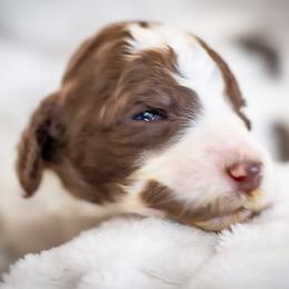 Latte - Parti female Goldendoodle puppy in Wake Forest, North Carolina from Wake Forest Darling Doodles