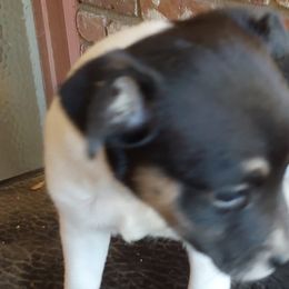 Betsy (reserved) - White black and tan Rat Terrier puppy in Modesto, Carlsbad, Ca, California from rosebud terriers