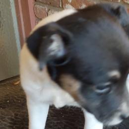 Betsy (reserved) - White black and tan Rat Terrier puppy in Modesto, Carlsbad, Ca, California from rosebud terriers