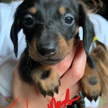 Sweet Miniature Dachshunds in Wyoming | Dachshund and Maltese puppies ...