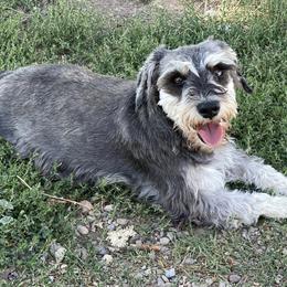 Willow - Miniature Schnauzer