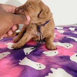 Almost Christmas - Sable female Goldendoodle puppy in Houston, Texas from Were The Mack'Doodles Mack’Poodles