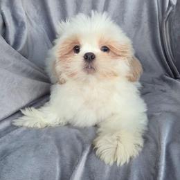Crumpet - White male Shih Tzu puppy in Waynesboro, Pennsylvania from Big Win Shih Tzus