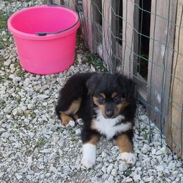 Nijur - Black tri female Miniature American Shepherd puppy in Marshfield, Missouri from Tntowne Miniature American Shepherds