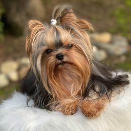 Donovan - Yorkshire Terrier