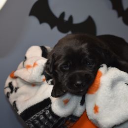 Dilute Retriever Puppies from Wicked Pines Retrievers