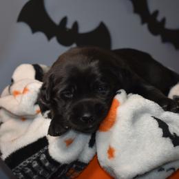 Dilute Retriever Puppies from Wicked Pines Retrievers