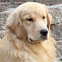 Rose’ - Golden Retriever