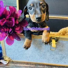 V Purple - Black and tan female Dachshund puppy in Leoma, Tennessee from Southbound Kennel
