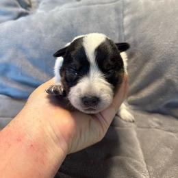 Girl 1 - Blue speckled female Australian Cattle Dog puppy in Cottage Grove, Oregon from Heirloom Ranch