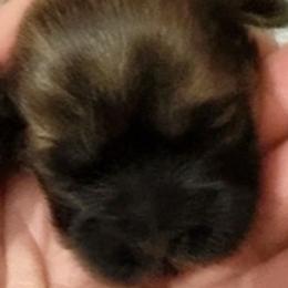 Twix - Liver female Shih Tzu puppy in Modoc, Kansas from Karla Sauer