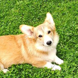 Susie - Pembroke Welsh Corgi