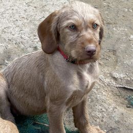 Wirehaired Vizsla Puppies from FREDA KIRTLEY