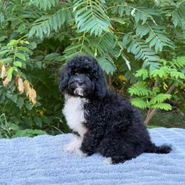 Tucker OFA - Black male Cavapoo puppy in Evart, Michigan from Northern’s Cute Cuddly Cava Poos