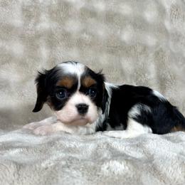 Lady - Black and tan female Cavalier King Charles Spaniel puppy in Bedias, Texas from JSK Aussie and Cavaliers