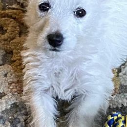 West Highland White Terriers from AKC Westies. Tami