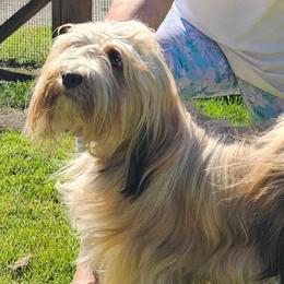 Tibetan Terriers from West Coast Tibetans