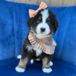 Gretl UNFURNISHED - Tri-color female Bernedoodle puppy in Bellville, Ohio from Bernedoodle Buddies