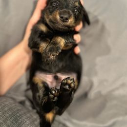 Dachshund Puppies from Bluestar dachshund