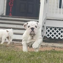 Bulldog and French Bulldog Puppies from The Georgia Bully Bunch