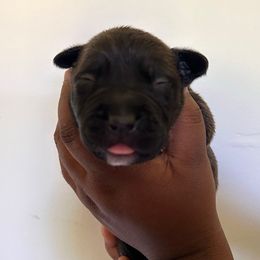 Apollo - Blue male American Pit Bull Terrier puppy in Frederick, Maryland from •Wyngate Pits•