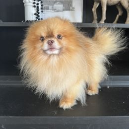 Roy Seoul - Chocolate sable male Pomeranian puppy in Bonadelle Ranchos, California from Strawberry Pom Poms