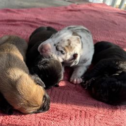 Goldendoodles and Great Danes from DoodleDandy & Danes