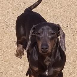 Smokey - Dachshund