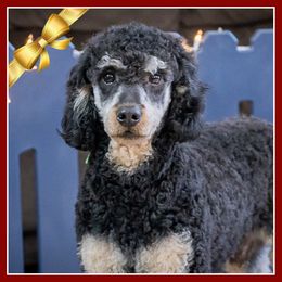 Nador - Black and tan male Cockapoo puppy in Connersville, Indiana from Deaz Doodle Ranch